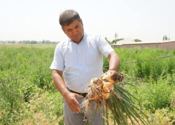 ТҮРКІСТАН: КЕЛЕСТІК ШАРУАЛАР ӘР ГЕКТАРДАН 90 ТОННА ӨНІМ АЛУДЫ КӨЗДЕП ОТЫР