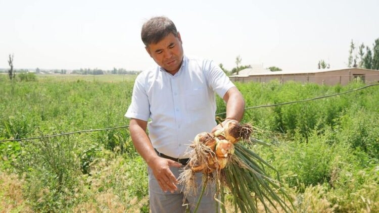 ТҮРКІСТАН: КЕЛЕСТІК ШАРУАЛАР ӘР ГЕКТАРДАН 90 ТОННА ӨНІМ АЛУДЫ КӨЗДЕП ОТЫР