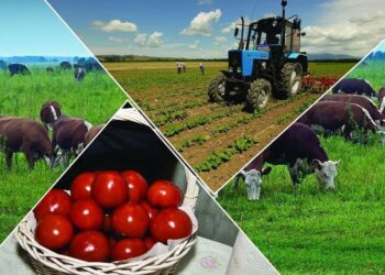 ТҮРКІСТАН: КЕЛЕСТЕ «АУЫЛ АМАНАТЫ» ЖОБАСЫМЕН КӘСІП АШАМЫН ДЕГЕНДЕРГЕ ҚОЛДАУ КӨРСЕТІЛІП ЖАТЫР