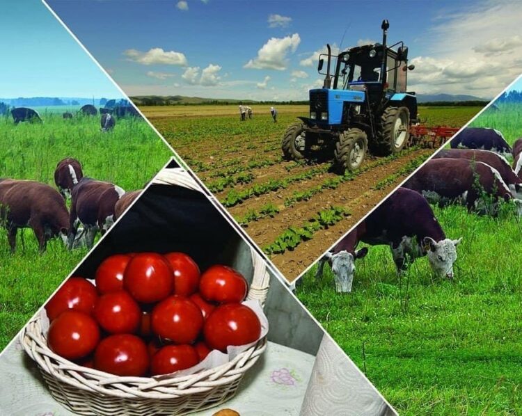 ТҮРКІСТАН: КЕЛЕСТЕ «АУЫЛ АМАНАТЫ» ЖОБАСЫМЕН КӘСІП АШАМЫН ДЕГЕНДЕРГЕ ҚОЛДАУ КӨРСЕТІЛІП ЖАТЫР