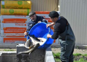 ТҮРКІСТАН ОБЛЫСЫНДА БАЛЫҚ ШАРУАШЫЛЫҒЫН ДАМЫТУҒА БАСЫМДЫҚ БЕРІЛЕДІ