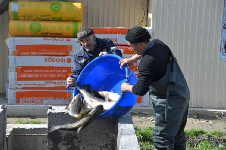 ТҮРКІСТАН ОБЛЫСЫНДА БАЛЫҚ ШАРУАШЫЛЫҒЫН ДАМЫТУҒА БАСЫМДЫҚ БЕРІЛЕДІ