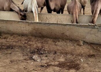 ТҮРКІСТАН: СОЗАҚТЫҚ ШАРУА ҚЫМЫРАН САТЫП, ТҮЙЕ ТҮЛІГІН 500-ГЕ ЖЕТКІЗІП ОТЫР