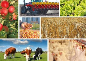 ТҮРКІСТАН: «АУЫЛ АМАНАТЫ» ЖОБАСЫ АЯСЫНДА БІРІНШІ КЕЗЕҢДЕ СОЗАҚТЫҚ 13 АЗАМАТ 2,5 ПАЙЫЗБЕН НЕСИЕ АЛДЫ