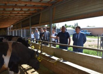 ТҮРКІСТАН: СОЗАҚТАҒЫ ШАРУА ҚОЖАЛЫҚ ЖЫЛЫНА 250-300 ТОННА ЕТ ӨНДІРЕДІ