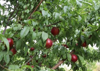 ҚАРНАҚТА ЕРЕКШЕ СОРТТАҒЫ ЖЕМІС-ЖИДЕКТІҢ КӨШЕТІ ӨСІРІЛЕДІ