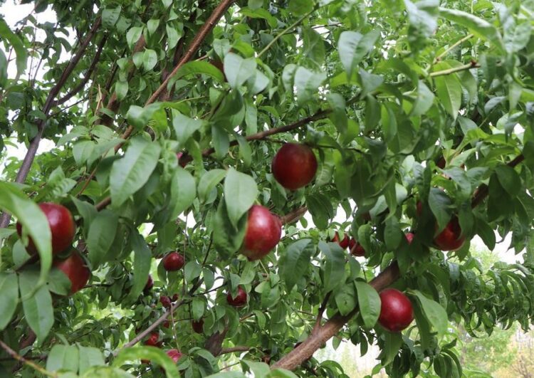 ҚАРНАҚТА ЕРЕКШЕ СОРТТАҒЫ ЖЕМІС-ЖИДЕКТІҢ КӨШЕТІ ӨСІРІЛЕДІ