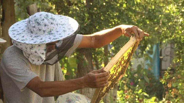 ТҮРКІСТАН: ЖЕТІСАЙЛЫҚ ТҰРҒЫН БАЛ АРА АСЫРАП, БЕРЕКЕСІН АРТТЫРЫП ОТЫР