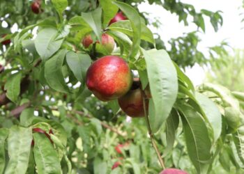 ТҮРКІСТАН: КЕНТАУЛЫҚ ТҰРҒЫН ҮЙ АУЛАСЫНДА БАЛЫҚ ӨСІРІП, БАУ-БАҚШАСЫНАН МОЛ ӨНІМ АЛЫП ОТЫР