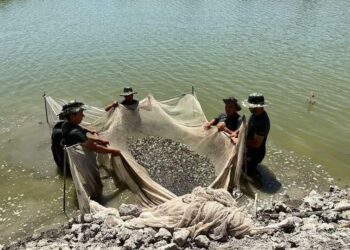 ТҮРКІСТАН ОБЛЫСЫНДА ТАУАРЛЫ БАЛЫҚ ӨСІРУМЕН 156 КӘСІПКЕРЛІК СУБЪЕКТІСІ АЙНАЛЫСАДЫ