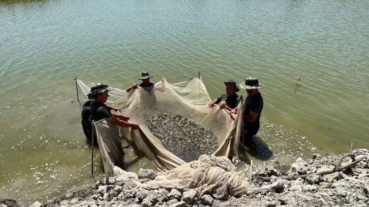 ТҮРКІСТАН ОБЛЫСЫНДА ТАУАРЛЫ БАЛЫҚ ӨСІРУМЕН 156 КӘСІПКЕРЛІК СУБЪЕКТІСІ АЙНАЛЫСАДЫ