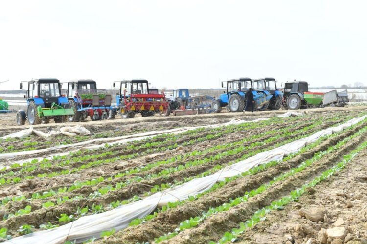 ТҮРКІСТАН ОБЛЫСЫНДА БИЫЛ 3 МЛН. ТОННАДАН АСТАМ КҮЗГІ ӨНІМ ЖИНАЛАДЫ