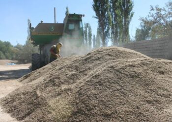 ТҮРКІСТАН: ҚАЗЫҒҰРТТЫҚ ШАРУА ЖОҢЫШҚА ҰРЫҒЫНАН КҮНІНЕ 5 ТОННА ӨНІМ АЛАДЫ