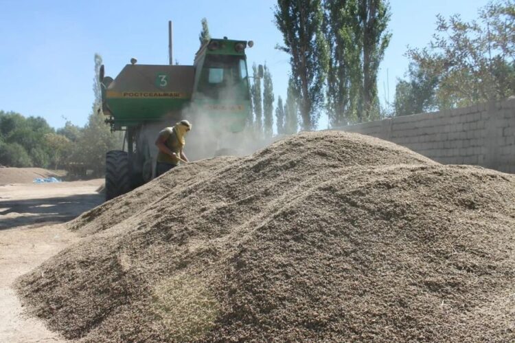 ТҮРКІСТАН: ҚАЗЫҒҰРТТЫҚ ШАРУА ЖОҢЫШҚА ҰРЫҒЫНАН КҮНІНЕ 5 ТОННА ӨНІМ АЛАДЫ