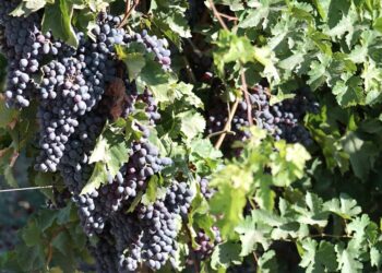 ЖЕТІСАЙДА ЖҮЗІМ ШАРУАШЫЛЫҒЫ ҚАЙТА ЖАНДАНЫП КЕЛЕДІ