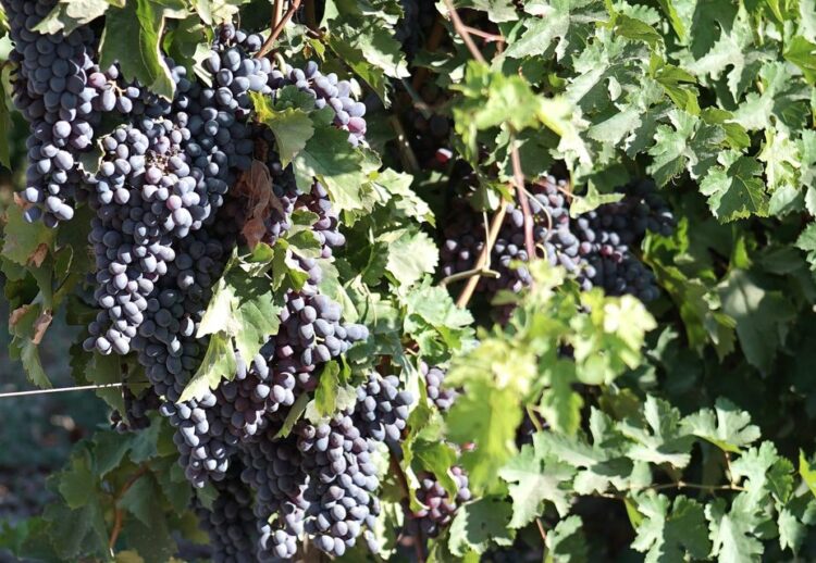 ЖЕТІСАЙДА ЖҮЗІМ ШАРУАШЫЛЫҒЫ ҚАЙТА ЖАНДАНЫП КЕЛЕДІ