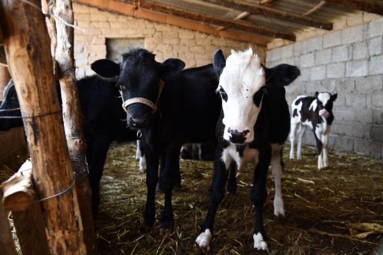 ТҮРКІСТАН: ОТЫРАРЛЫҚ ТҰРҒЫН «АУЫЛ АМАНАТЫМЕН» КӘСІП БАСТАДЫ