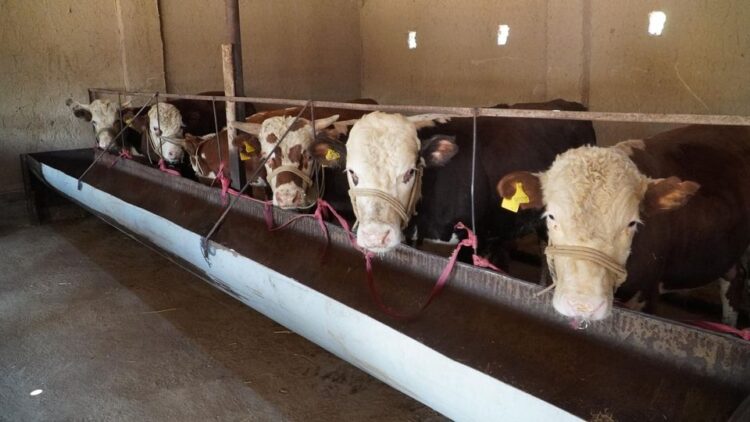 ТҮРКІСТАН: БӘЙДІБЕКТІК ТҰРҒЫН «АУЫЛ АМАНАТЫ» ЖОБАСЫМЕН КӘСІП БАСТАДЫ