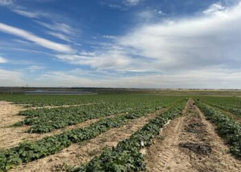 ТҮРКІСТАН: САЙРАМДЫҚ КӘСІПКЕР 20 ГЕКТАРДАН 50 ТОННА ҚИЯР ӨНІМІН АЛДЫ