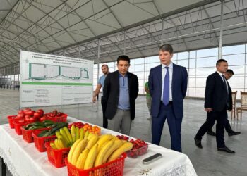 САЙРАМДА ЖЫЛЫЖАЙДА БАНАН ӨСІРІЛЕ БАСТАДЫ