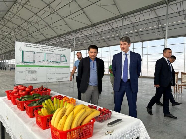 САЙРАМДА ЖЫЛЫЖАЙДА БАНАН ӨСІРІЛЕ БАСТАДЫ