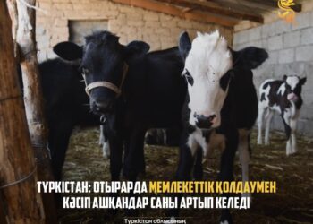 ТҮРКІСТАН: ОТЫРАРДА МЕМЛЕКЕТТІК ҚОЛДАУМЕН КӘСІП АШҚАНДАР САНЫ АРТЫП КЕЛЕДІ
