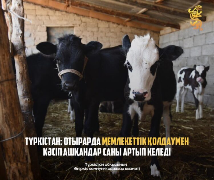 ТҮРКІСТАН: ОТЫРАРДА МЕМЛЕКЕТТІК ҚОЛДАУМЕН КӘСІП АШҚАНДАР САНЫ АРТЫП КЕЛЕДІ