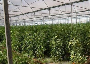 ТҮРКІСТАН: КЕЛЕСТЕ ШАҒЫН ЖӘНЕ ОРТА БИЗНЕС ӨКІЛДЕРІ 32,6 МЛРД ТЕҢГЕНІҢ ӨНІМІН ӨНДІРГЕН