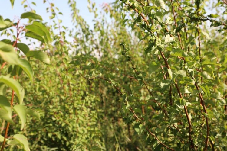 ТҮРКІСТАН: САРЫАҒАШТЫҚ КӘСІПКЕР ЖЫЛЫНА 5-6 МЫҢ КӨШЕТ ШЫҒАРАДЫ