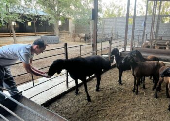 ТҮРКІСТАН: ОТЫРАРЛЫҚ ШАРУА 5 МЫҢҒА ЖУЫҚ АСЫЛ ТҰҚЫМДЫ ҚОЙ ӨСІРІП ОТЫР