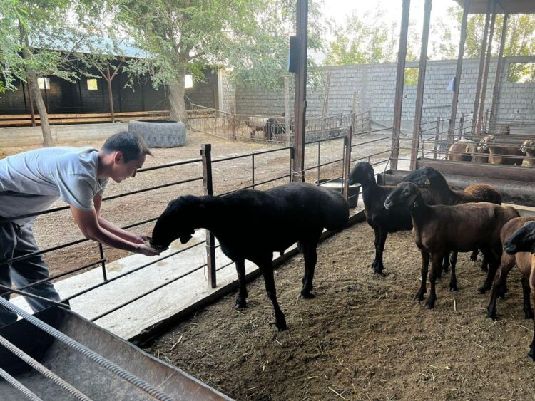 ТҮРКІСТАН: ОТЫРАРЛЫҚ ШАРУА 5 МЫҢҒА ЖУЫҚ АСЫЛ ТҰҚЫМДЫ ҚОЙ ӨСІРІП ОТЫР