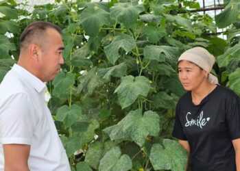 ШАРДАРАДА КӨПБАЛАЛЫ АНА ГРАНТ АЛЫП, ЖЫЛЫЖАЙ САЛҒАН