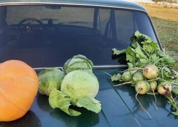 ТҮРКІСТАННАН ТЕРІСКЕЙГЕ КӨШКЕН АЗАМАТТЫҢ 20 ГЕКТАР ЕГІСТІГІ БАР