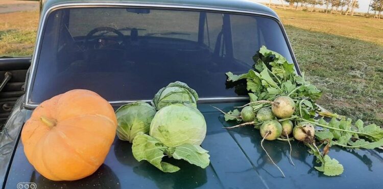 ТҮРКІСТАННАН ТЕРІСКЕЙГЕ КӨШКЕН АЗАМАТТЫҢ 20 ГЕКТАР ЕГІСТІГІ БАР