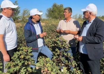 ТҮРКІСТАН: «АГРО КЕҢЕС БЕРУ ОРТАЛЫҒЫ» ШАРУАЛАРҒА ҚОЛДАУ КӨРСЕТУДЕ