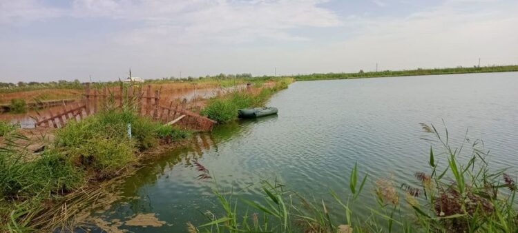 ЖЕТІСАЙ: МАҚТАЛЫНЫҢ БАЛЫҒЫ САУДАҒА ШЫҚПАҚ