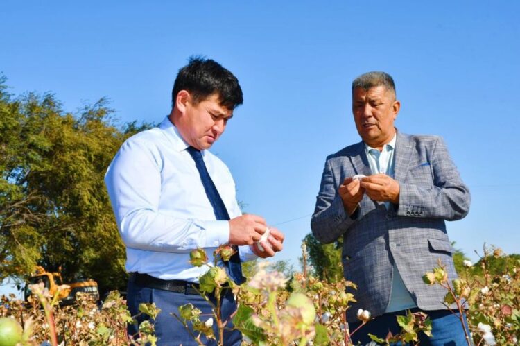 ТҮРКІСТАН: ТӨРТКҮЛДІҢ «АҚ АЛТЫНЫ» ШЕТЕЛГЕ ЭКСПОРТТАЛАДЫ