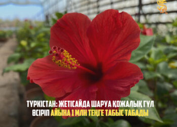 ТҮРКІСТАН: ЖЕТІСАЙДА ШАРУА ҚОЖАЛЫҚ ГҮЛ ӨСІРІП АЙЫНА 1 МЛН ТЕҢГЕ ТАБЫС ТАБАДЫ