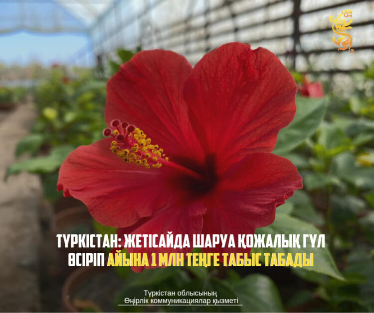 ТҮРКІСТАН: ЖЕТІСАЙДА ШАРУА ҚОЖАЛЫҚ ГҮЛ ӨСІРІП АЙЫНА 1 МЛН ТЕҢГЕ ТАБЫС ТАБАДЫ