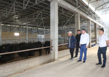 ТҮЛКІБАС АУДАНЫНДА МАЛ БОРДАҚЫЛАУ ІСІМЕН АЙНАЛУШЫЛАР ҚАТАРЫ АРТЫП КЕЛЕДІ