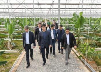 САЙРАМДА МАНГО, АВОКАДО ӨСІРІЛЕДІ