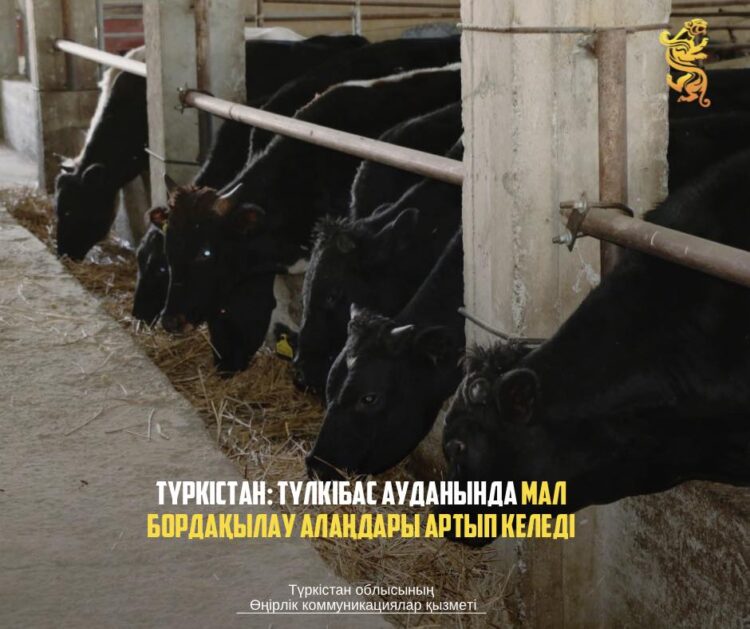 ТҮРКІСТАН: ТҮЛКІБАС АУДАНЫНДА МАЛ БОРДАҚЫЛАУ АЛАҢДАРЫ АРТЫП КЕЛЕДІ