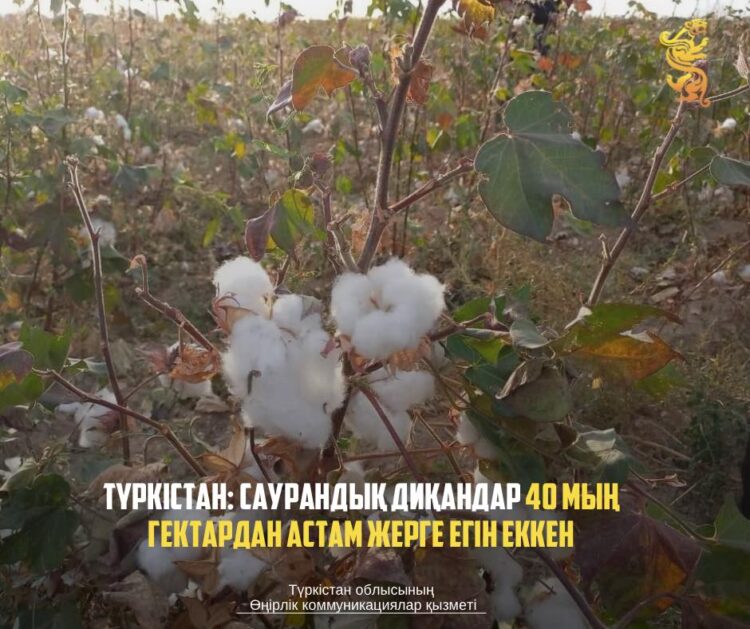 ТҮРКІСТАН: САУРАНДЫҚ ДИҚАНДАР 40 МЫҢ ГЕКТАРДАН АСТАМ ЖЕРГЕ ЕГІН ЕККЕН