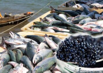 ТҮРКІСТАН ОБЛЫСЫНДА БАЛЫҚ ШАРУАШЫЛЫҒЫН  ДАМЫТУ БАҒЫТЫНДА  РЕСПУБЛИКАЛЫҚ ФОРУМ ӨТЕДІ