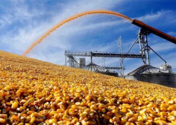 ТҮРКІСТАН: ШАРДАРАДА ЖЫЛЫНА 150 МЫҢ ТОННА ЖҮГЕРІ ӨҢДЕЙТІН ЗАУЫТ ӨНІМ ҚАБЫЛДАУДЫ БАСТАДЫ