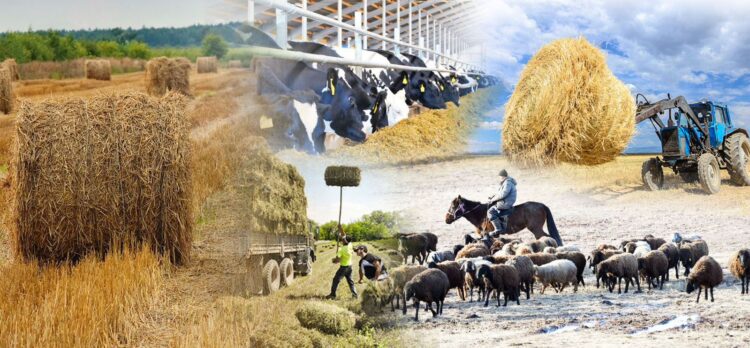 ТҮРКІСТАН ОБЛЫСЫНДА 4,3 МЛН. ТОННА МАЛ АЗЫҒЫ ДАЙЫНДАЛДЫ