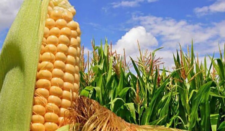 ТҮРКІСТАН: ОТЫРАРДА ЖҮГЕРІНІҢ ЖАҢА СОРТЫНАН  ӨНІМ ЖИНАЛУДА