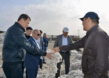 ТҮРКІСТАН: ШАРДАРА АУДАНЫНДА БИЫЛ 44 МЫҢ ТОННАДАН АСТАМ МАҚТА ЖИНАУ ЖОСПАРЛАНУДА