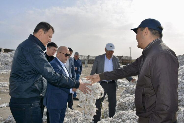 ТҮРКІСТАН: ШАРДАРА АУДАНЫНДА БИЫЛ 44 МЫҢ ТОННАДАН АСТАМ МАҚТА ЖИНАУ ЖОСПАРЛАНУДА