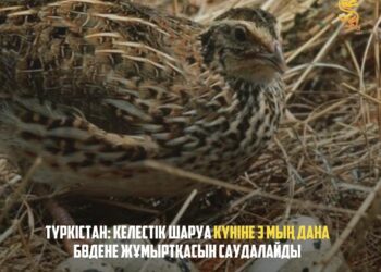 ТҮРКІСТАН: КЕЛЕСТІК ШАРУА КҮНІНЕ 3 МЫҢ ДАНА БӨДЕНЕ ЖҰМЫРТҚАСЫН САУДАЛАЙДЫ